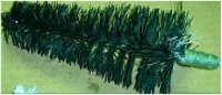Bottlebrush Tree2a