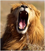 Yawning Lion